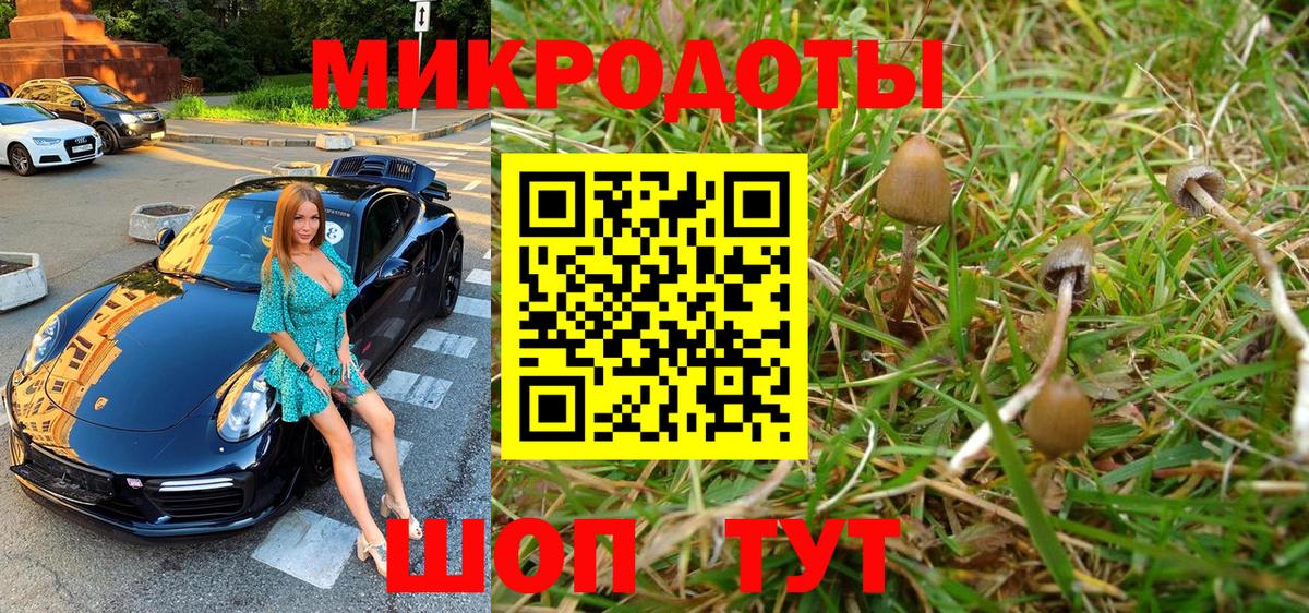Псилоцибиновые грибы Psilocybe Обь